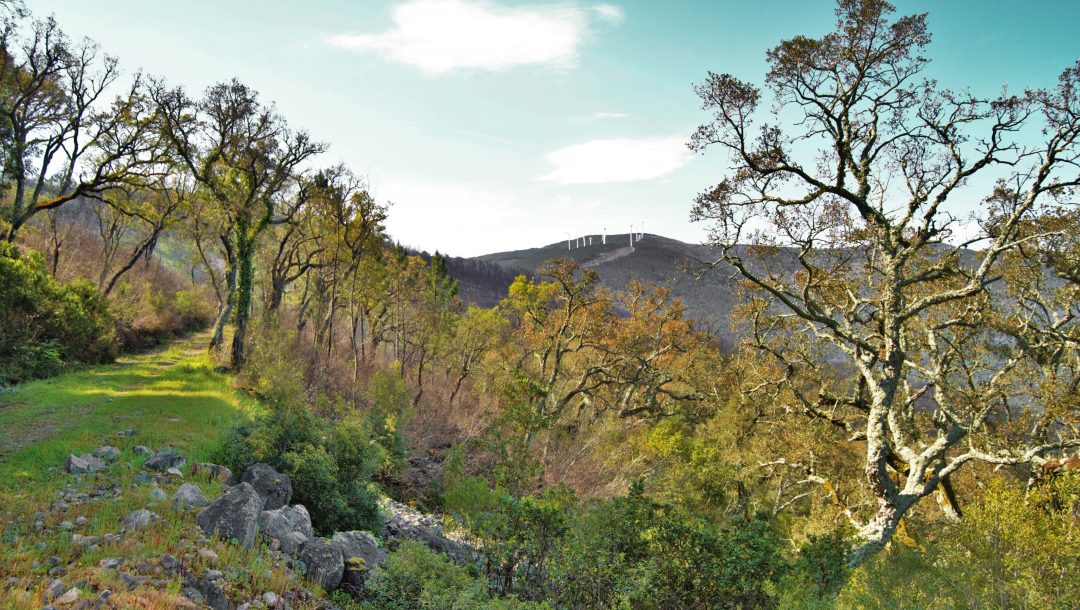 Mata do Sobral - Réseau de géocaching